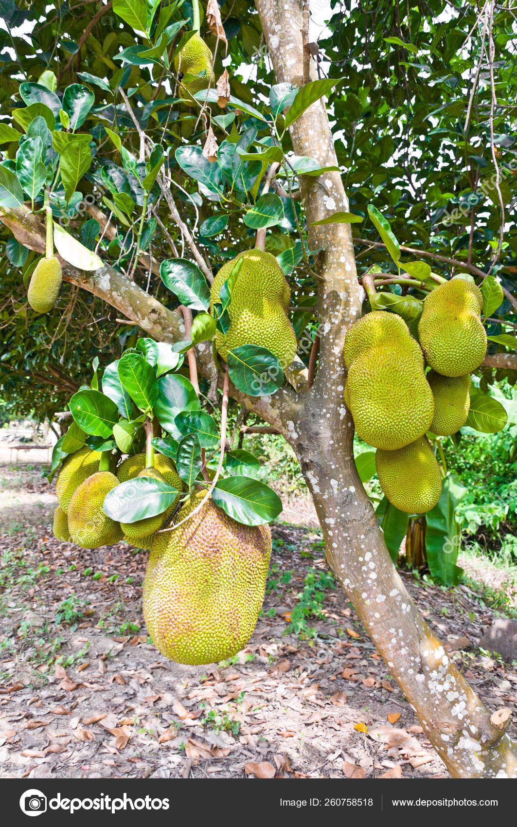 Jackfruit Tree Garden Stock Photo by ©YAYImages 260758518