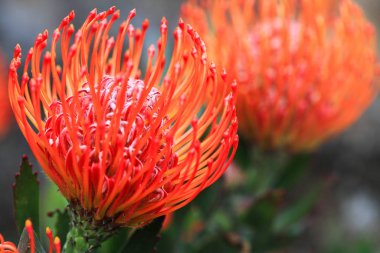 Beautiful orange red with yellow pincushion protea in full bloom.  Closeup shot with focus to centre, shallow dof. clipart