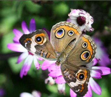 A beautiful buckeye butterfly resting on a flower. (Junonia Coenia). The buckeye is a medium-sized butterfly with two large multicolored eyespots on hindwings and one large eyespot on forewings. clipart