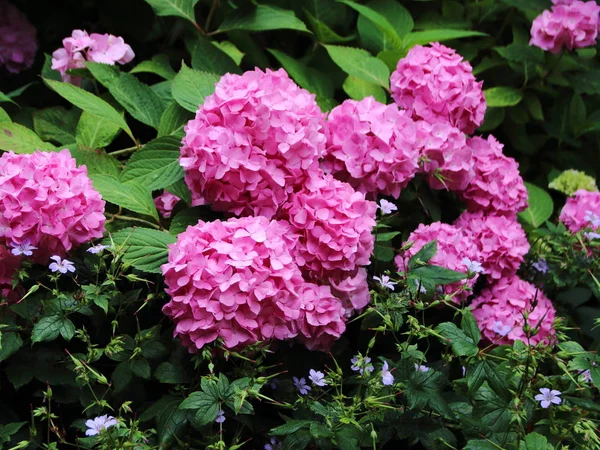 Květinová Postel Purpurovou Chryzantérum Zelené Zahradě — Stock fotografie