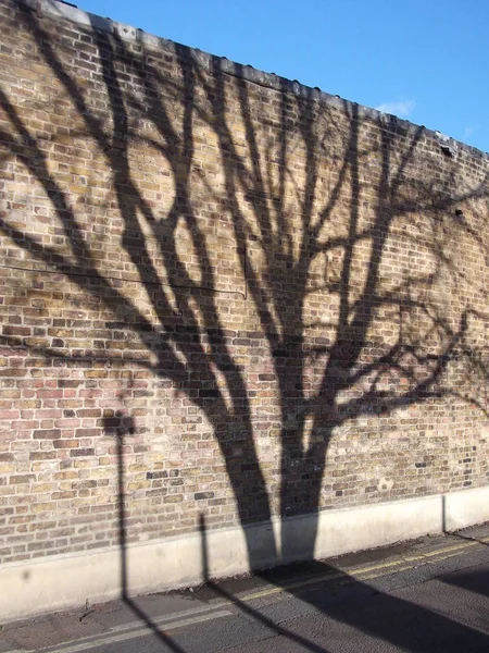 Sombra Árbol Camino Pared Ladrillo Con Cielo Azul Detrás —  Fotos de Stock