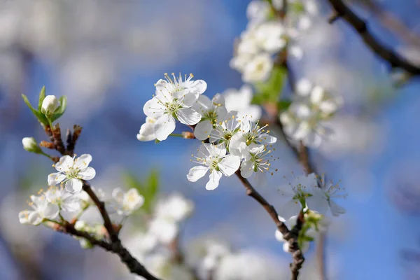 空を背景に桜の花 — ストック写真