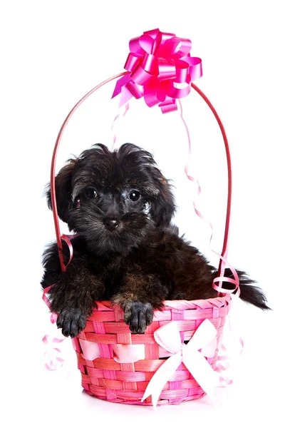 Portrait Puppy Basket Puppy Decorative Breed Small Doggie Basket Puppy — Stock Photo, Image