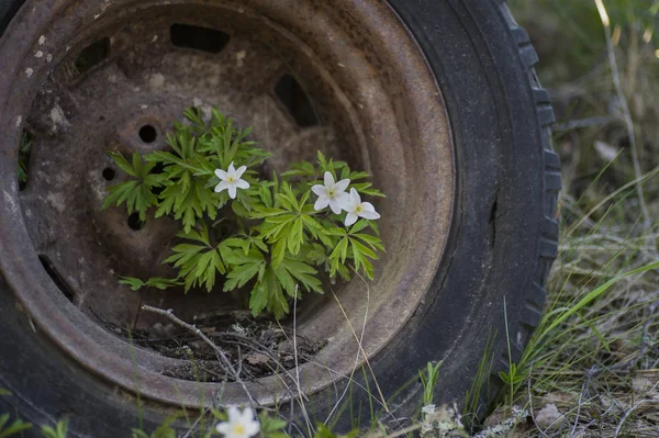 오래된 자동차 타이어에서 성장하는 말미잘 — 스톡 사진