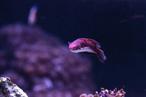 Lippfisch Cirrhilabrus Rubrimarginatus Schwimmt Entlang Eines Korallenriffs — Stockfoto