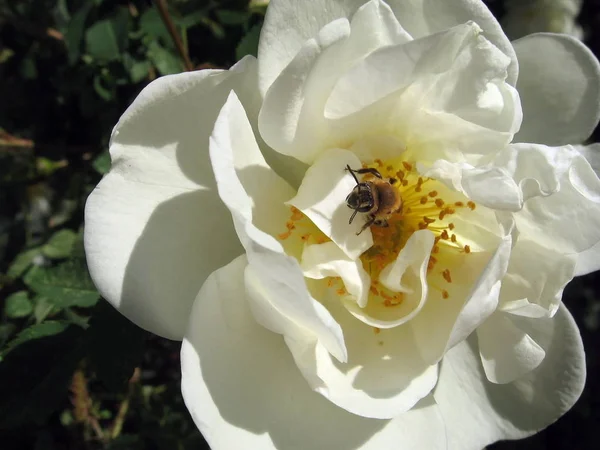 Schattige Kleine Honingbij Zit Witte Hond Rose Bloem — Stockfoto