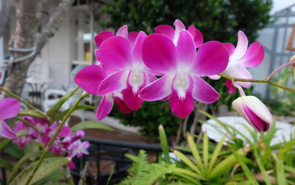 Rosa Orkidéer Fokus Blomma Defocused Thailand — Stockfoto