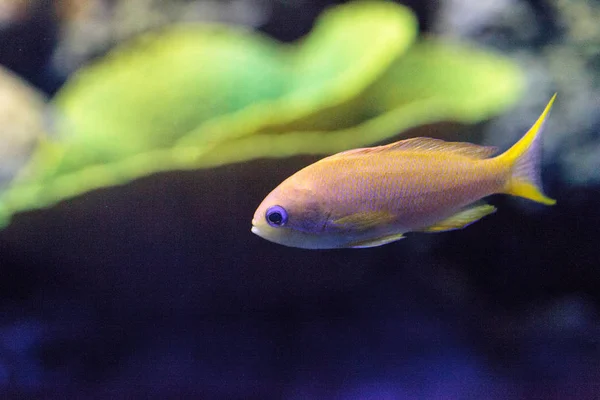 Yellow Lyretail Anthias Fish Known Pseudanthias Squamipinnis Coral Reef — Stock Photo, Image