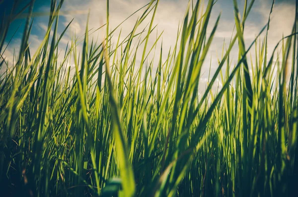 Trawa Zielony Łąka Pola Ryżu Pola Tajlandia Tło — Zdjęcie stockowe