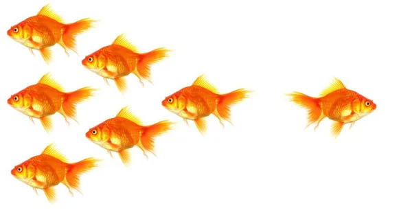 individual success winner outsider boss or motivation concept with goldfish isolated on white