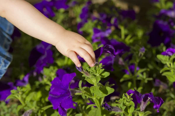 Bébé Main Toucher Les Fleurs — Photo