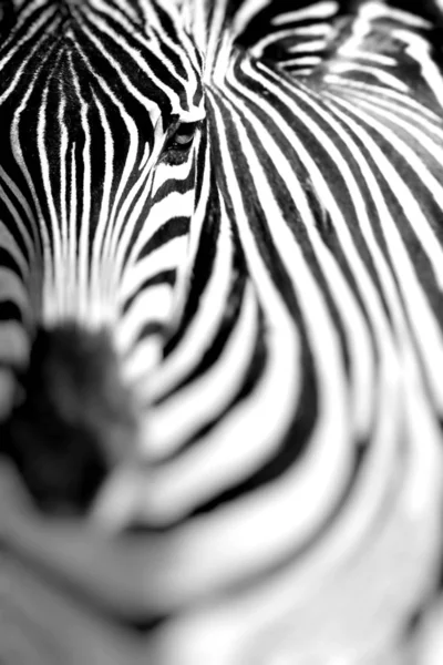 Portret Van Zebra Afrikaanse Savanne Safari Serengeti Tanzania Selectieve Aandacht — Stockfoto
