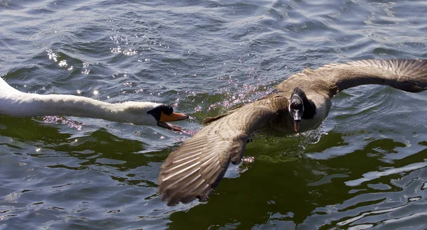 Increíble Imagen Con Cisne Enojado Atacando Ganso Canadá — Foto de Stock