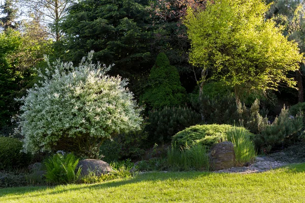 Beautiful Spring Garden Design Conifer Trees Green Grass Eneving Sun — Stock Photo, Image