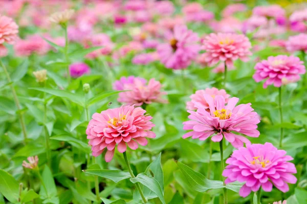 Közelről Pink Margaréta Gerbera Virágok Kertben — Stock Fotó