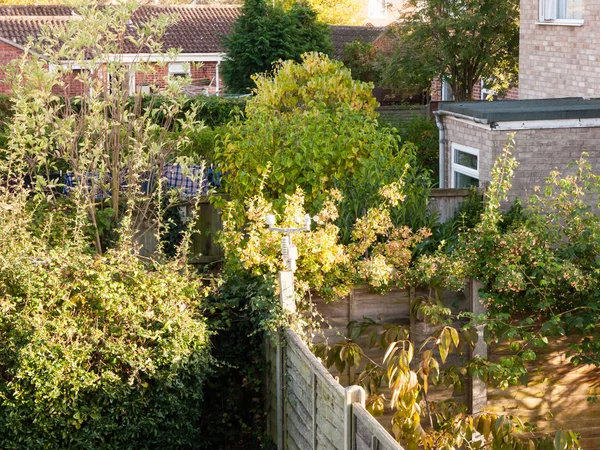 Escena Patio Trasero Con Cerca Árboles Verdes Jardín Essex Inglaterra —  Fotos de Stock