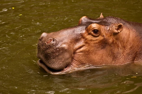 Close Van Nijlpaard Wild Nature — Stockfoto