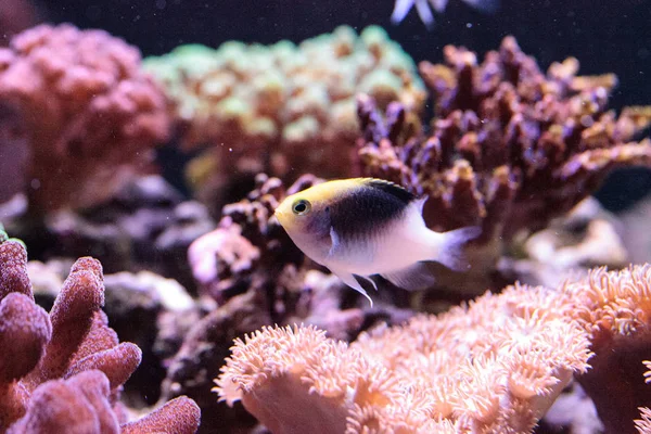 Fiji Yellow Head Damsel Chrysiptera Rollandi Coral Reef — Stock Photo, Image