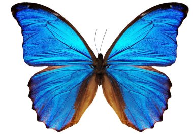 close-up of butterfly isolated on white background clipart