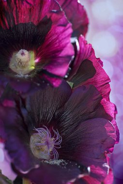Vertical Macro image of Black Hollyhocks against an out of focus purple background. clipart