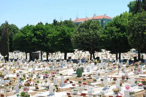 Zdjęcie Miejskiego Cmentarza Pełnego Drzew Kwiatów — Zdjęcie stockowe