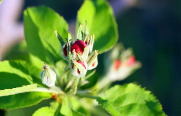 Tiny Red Apple Tree Bud Het Voorjaar Tuin — Stockfoto