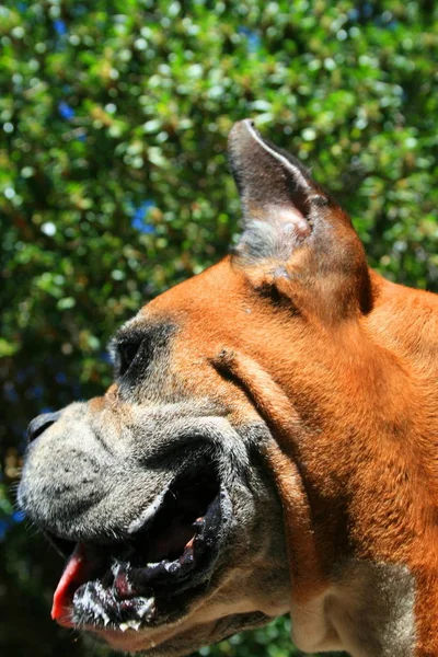 Nahaufnahme Eines Boxerhundes — Stockfoto