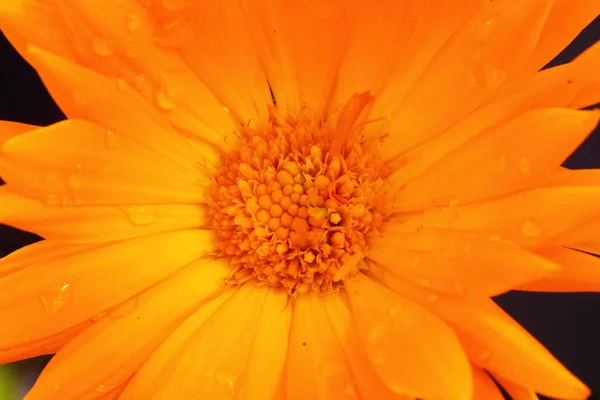 Schöne Gerberblume Nahaufnahme Foto — Stockfoto