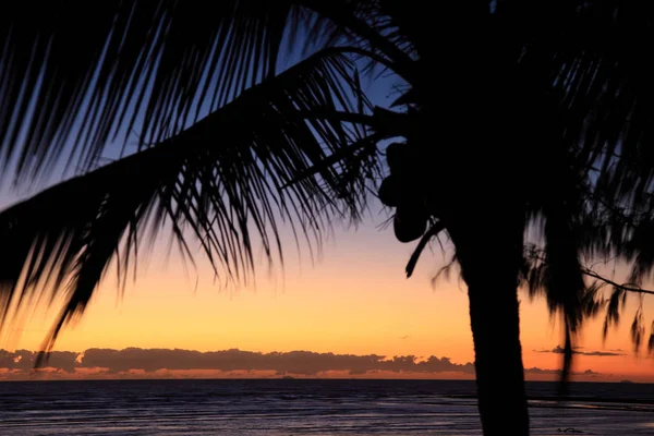熱帯の夕日の前のヤシの木のシルエット — ストック写真