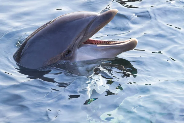 Επικεφαλής Του Dolphin Του Tursiops Πάνω Από Την Επιφάνεια Του — Φωτογραφία Αρχείου