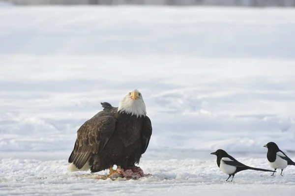 Fitting Bald Eagle Magpie Snow — Stock Photo, Image