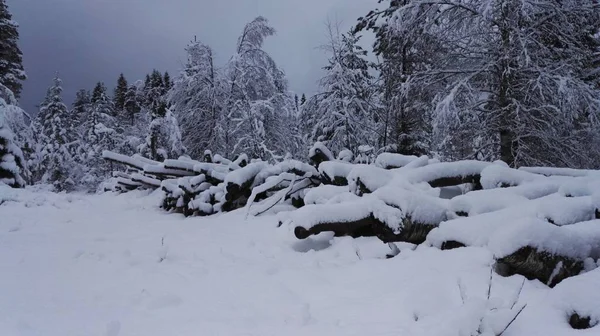 Troncos Madera Colocados Bajo Nieve Recién Caída — Foto de Stock