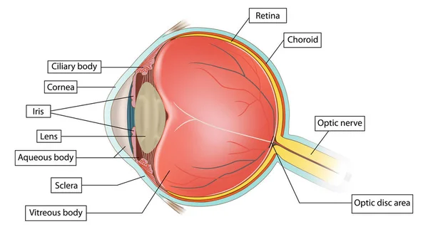 Anatomía Ocular Ilustración Sobre Fondo Blanco — Foto de Stock