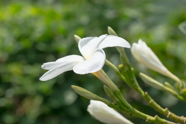 Hermosa Plumería Frangipani Flores Árbol Con Fondo Verde Borroso Luz — Foto de Stock