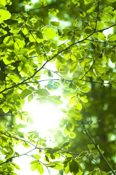 森の中で輝く太陽のトラフの葉 — ストック写真