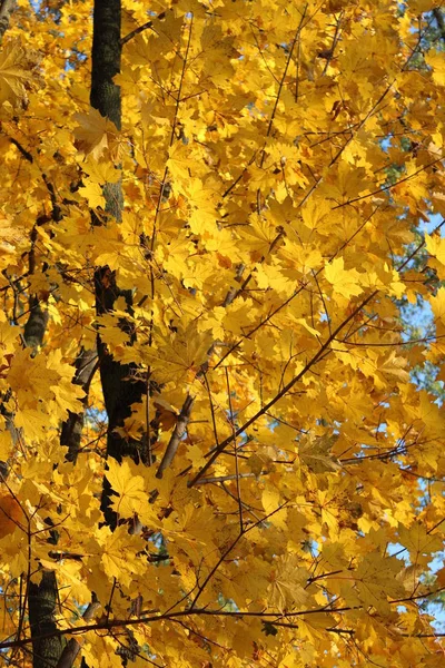 Folhas Outono Amarelo Pendurado Árvore Fundo Céu Azul — Fotografia de Stock