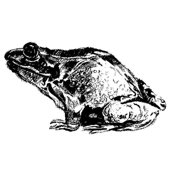 白地に描かれたカエル手のフリーハンドのスケッチ — ストック写真