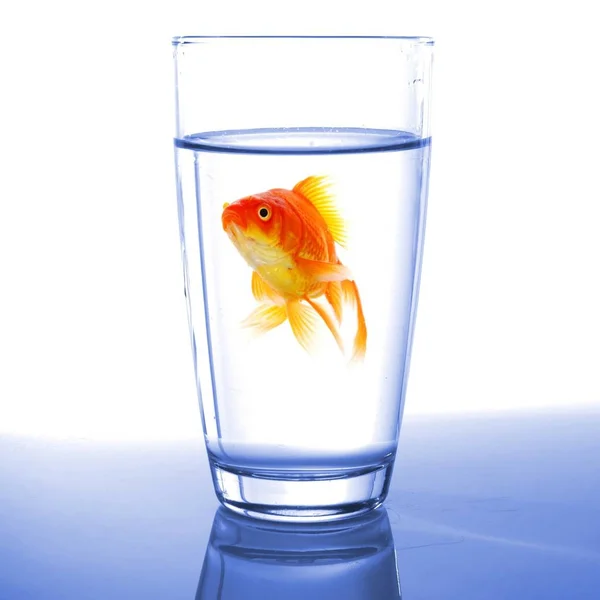 Guldfisk Cocktail Drink Glas Och Vatten Visar Bar Fly Gratis — Stockfoto