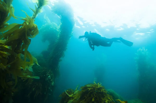 San Clemente Adası Açıklarında Scuba Diver — Stok fotoğraf