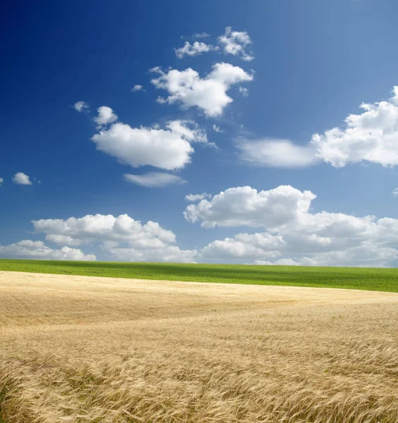 Field Gold Ears Wheat Cloudy Sky — Stock Photo, Image