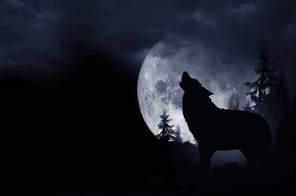 Urlând Wolf Dark Background Luna Plină Sălbăticia — Fotografie, imagine de stoc
