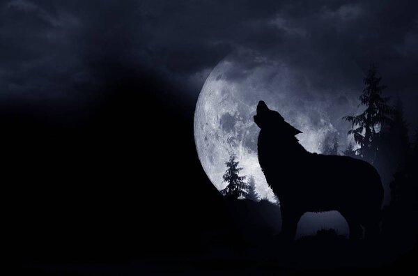 Howling Wolf Dark Background Full Moon Wilderness Stock Picture