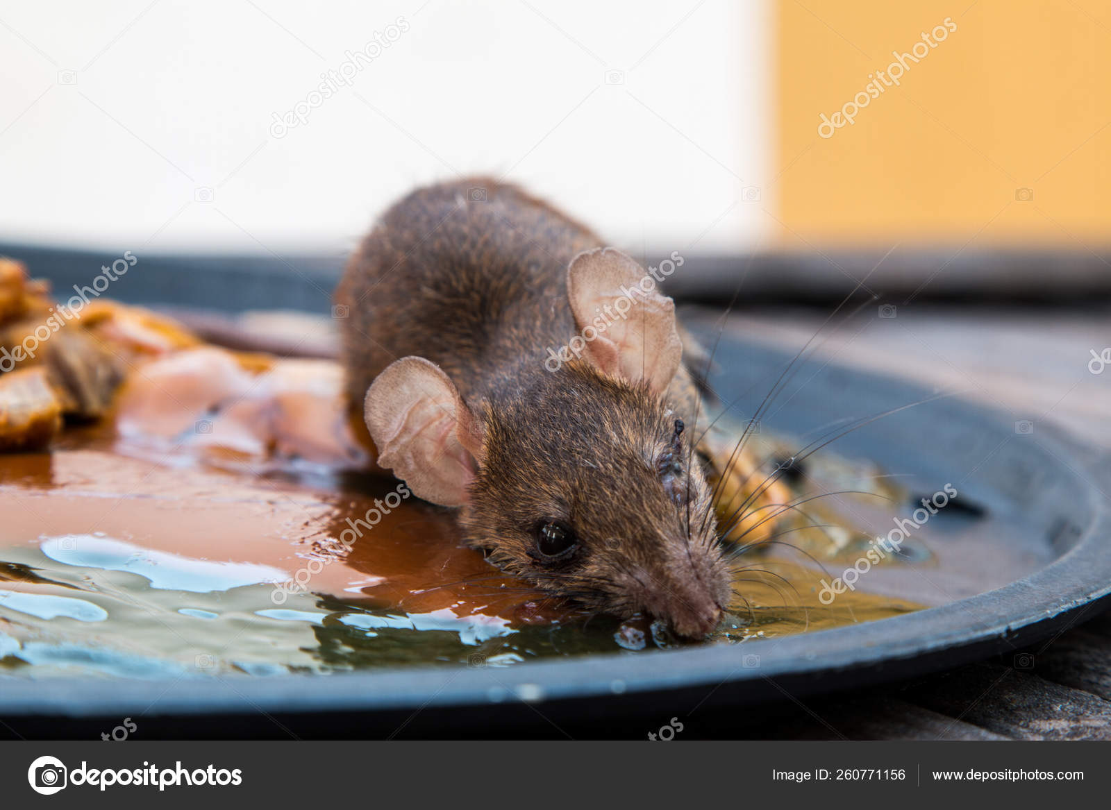 High Angle View Of Dead Mouse On Glue Mouse Trap High-Res Stock Photo -  Getty Images