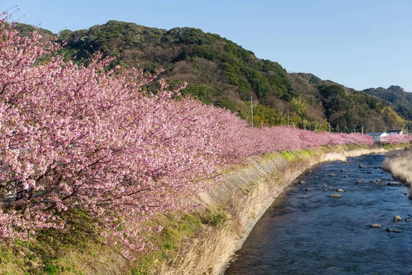 Сакура Река Кавадзу — стоковое фото