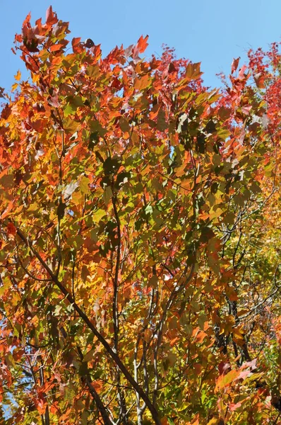 Cores Queda Floresta Nacional Montanha Branca New Hampshire — Fotografia de Stock