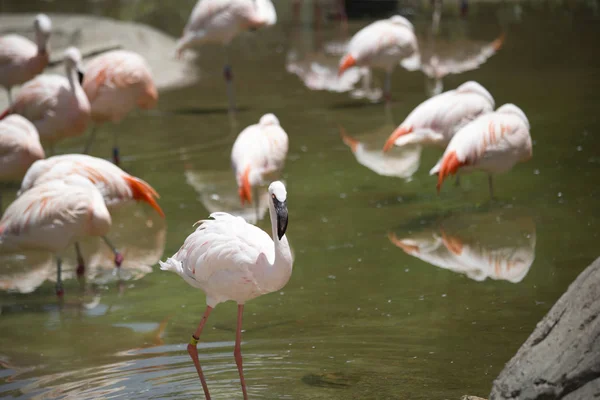 Flamingo Primer Plano Con Rebaño Fondo — Foto de Stock