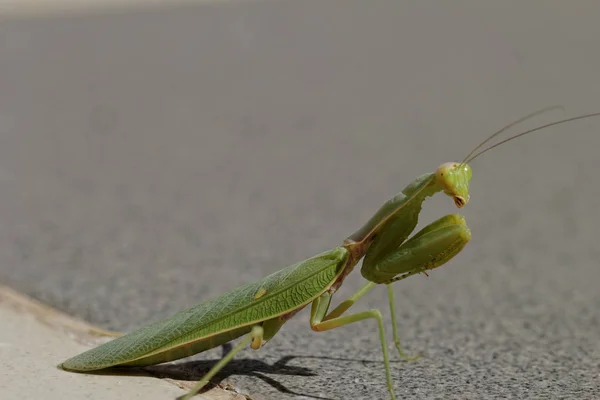 Enorme Verde Preghiera Mantide Sul Pavimento Mantodea Mantises Mantes — Foto Stock