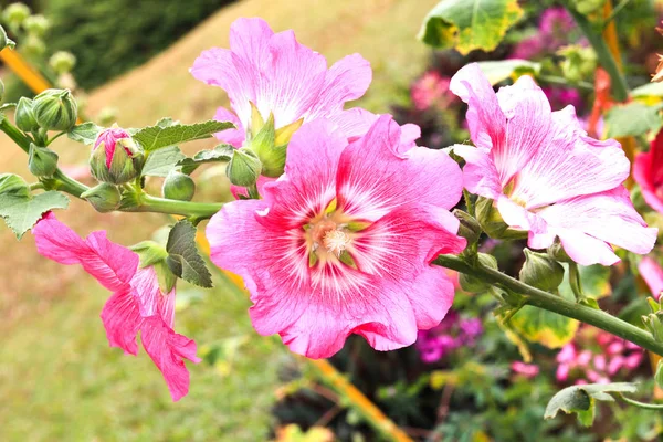 Цвіте Рожевий Голіхок Altaea Rosea — стокове фото