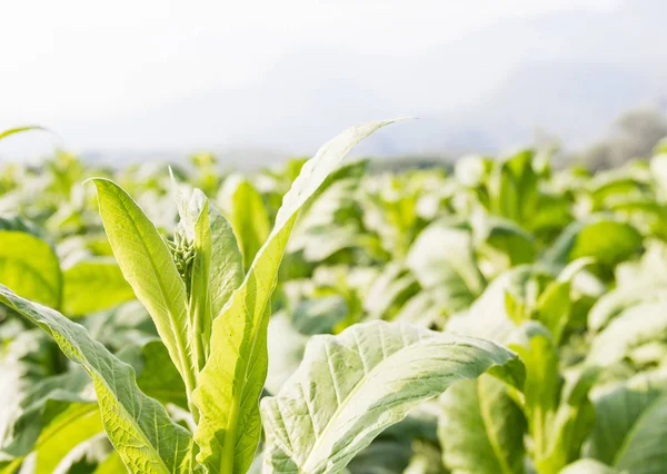 Zavřít Společné Tabáku Nicotiana Tabacum Každoročně Rostoucí Bylina — Stock fotografie