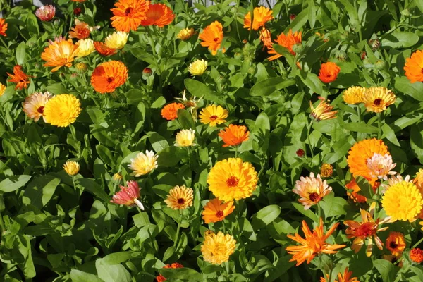 Farbenfroher Ringelblumengarten Der Leningrader Region — Stockfoto